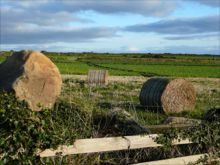Field near St Nons by Deborah