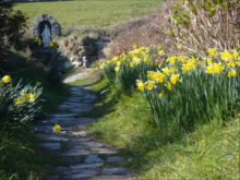 Daffodils at St. Nons by Sian
