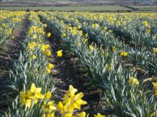 Daffodils at Treleddyd Fawr by Sian