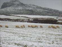 Sheep grazing nr. Penberry Rock by Sian