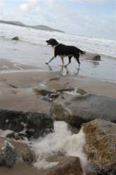 Morning Stroll at Whitesands by Ella