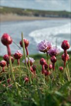 Flowers at Whitesands&nbsp;by Josh