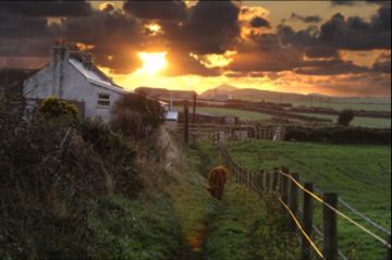 Cow on Path near Warpool Court Hotel by Lucy, Bermuda