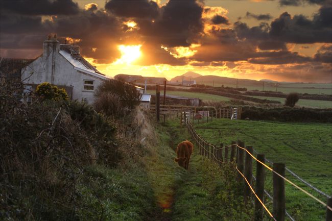 Cow on Path near Warpool Court Hotel, St Davids