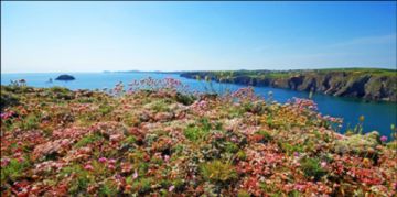 Flower carpeted headland near Solva by Tom, Aberdare