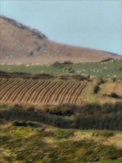 Plough Furrows at Carn Llidi by Deborah, St Davids