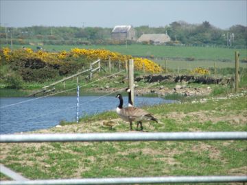 Penberri Pond nr. St Davids by Colin, St Davids