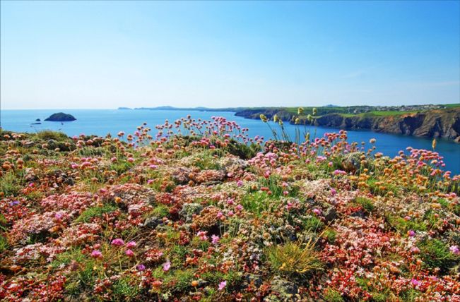 Flower carpeted headland near Solva by Tom, Aberdare