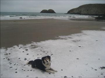 Alfie on Traethllyfn Beach by Dawn, Porthgain