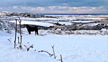 Watcher in the snow at Bryn Y Garn by Deborah, St Davids