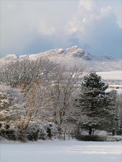 Winter trees with Carn Llidi by Deborah, St Davids