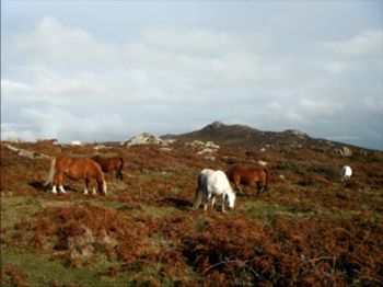 Horses on St Davids Head by Anne, Coventry