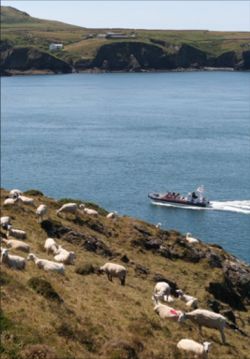 View to Ramsey Island by David, Oxford