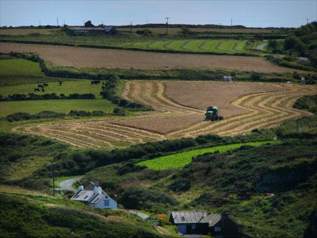 Harvesting at Abereiddy - winning entry - Summer Category
