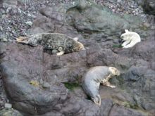 Seals - Porthaflod, Ramsey Island by Bill