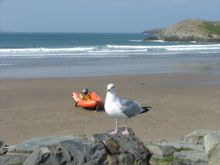 Whitesands resident by Jayne