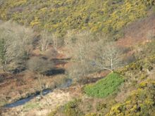Winter Colours (Solva Valley) by Jayne