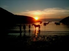 Horses on Abercastle Beach by Shirley