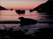 Seal on shore at Abercastle by Shirley