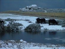 Carn Gynon, Treleddyn by Tom
