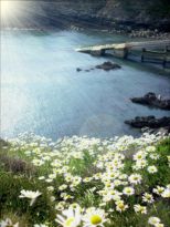 Winning entry - Spring 2008 category - Congratulations to Hannah Thomas