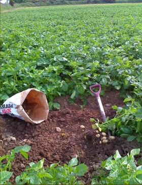 A field of early potatoes