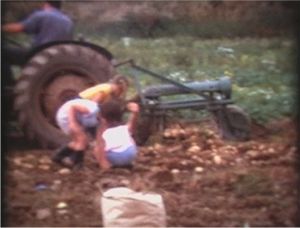 Potato picking in the 1970's